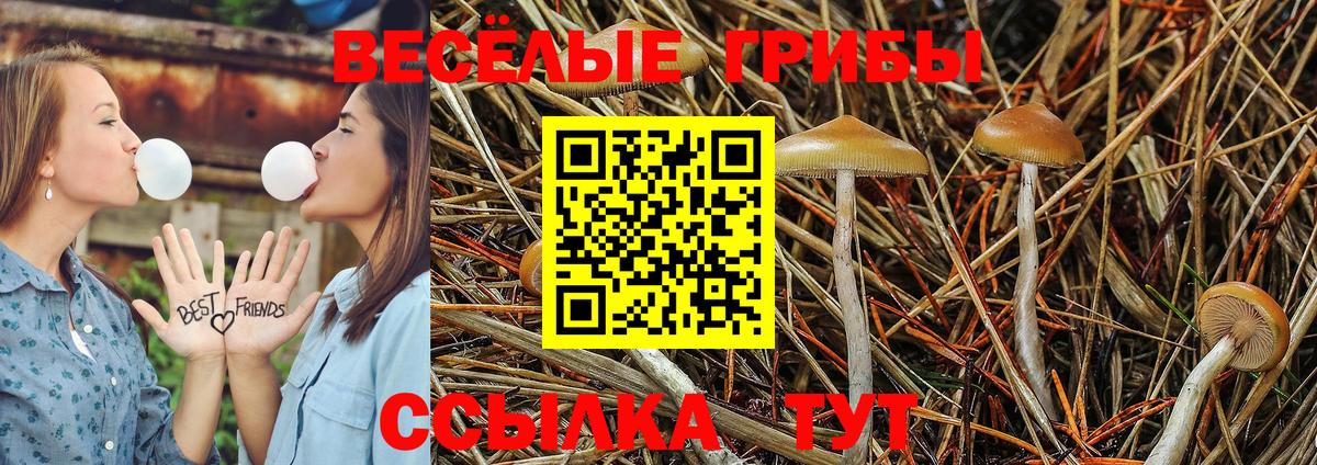 Псилоцибиновые грибы Psilocybe Боровичи